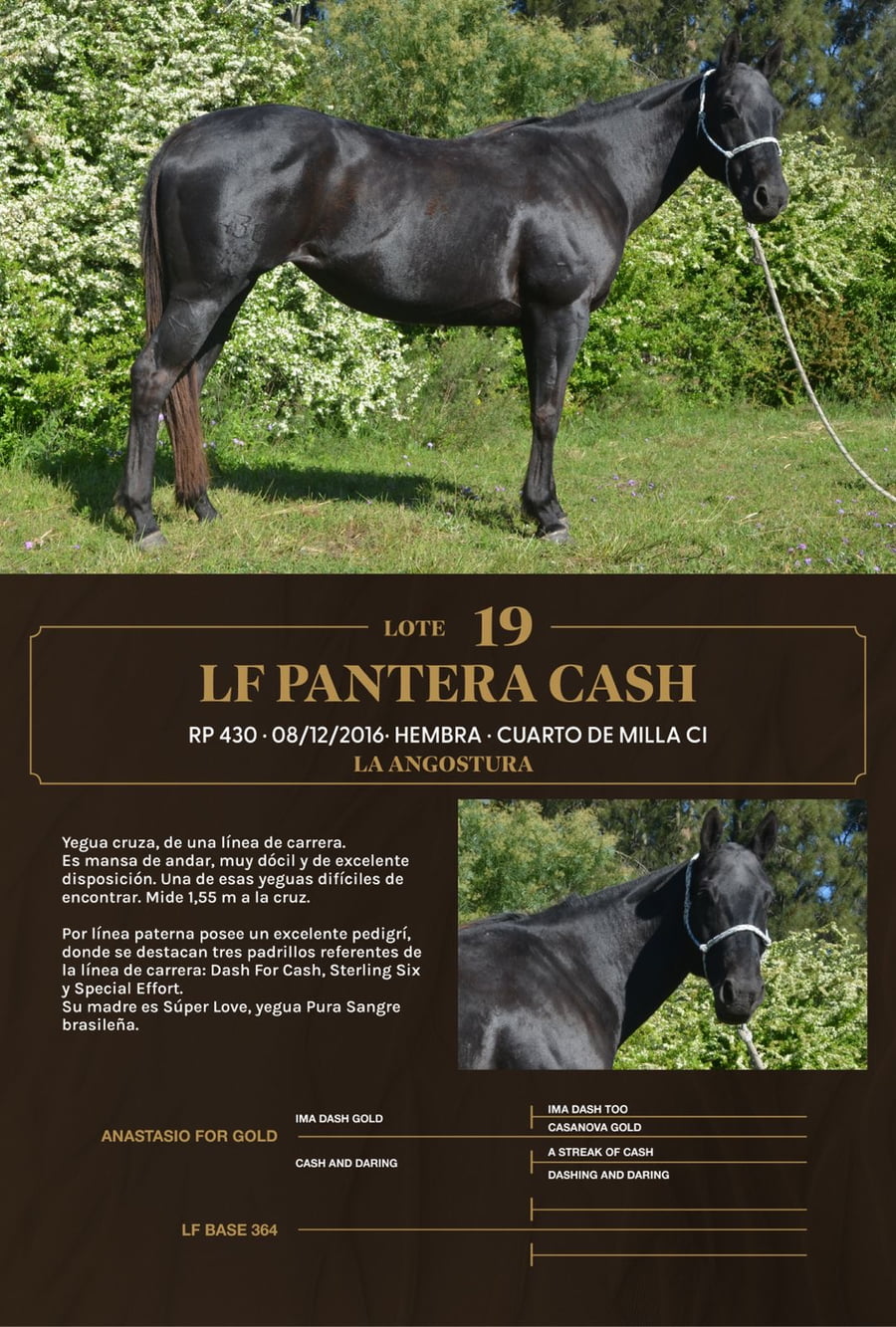 Lote LF Pantera Cash