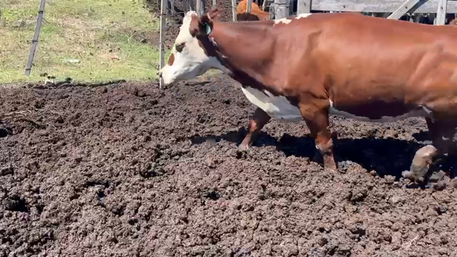 Lote 120 VACA C/CRÍAS ANGUS NEGRO Y COLORADO EN EGUSQUIZA, SANTA FE