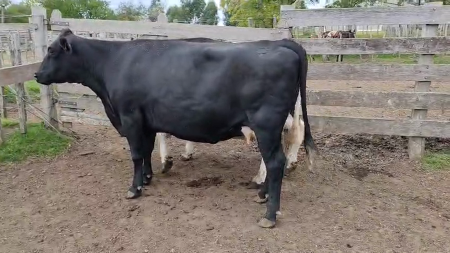 Lote 2 Vaca a remate en Pantalla Camy 550kg - , San José