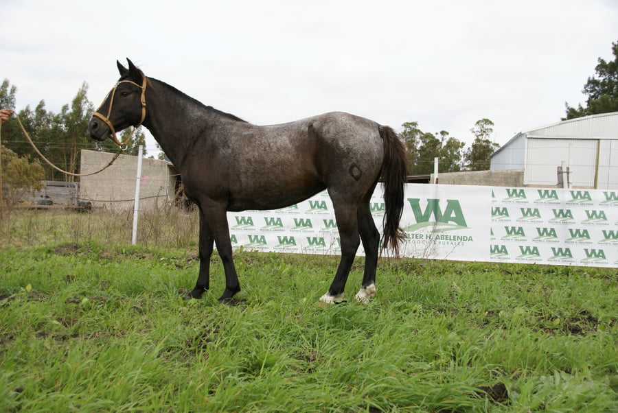 Lote JIG GUAPA CARMIÑA