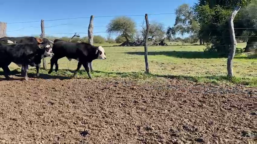 Lote 85 Terneros/as en Corrientes, Pueblo Libertador