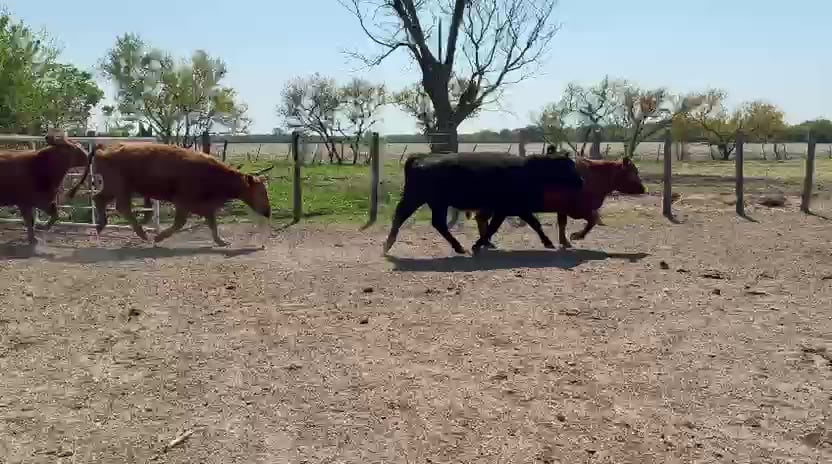 Lote VC CGP - Hasenkamp E Rios