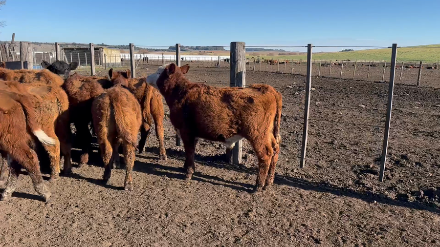 Lote 65 Terneros/as en Azul