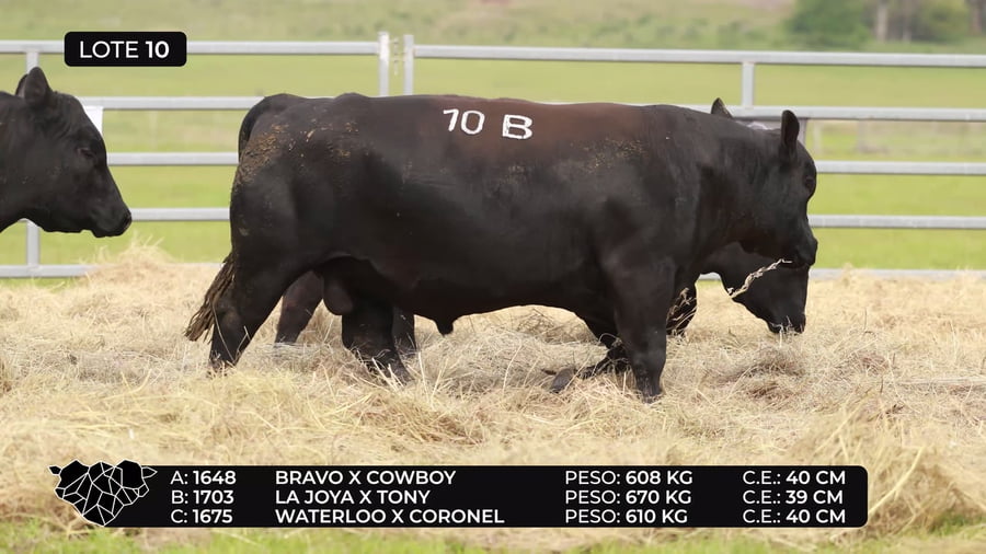 Lote Lote 10