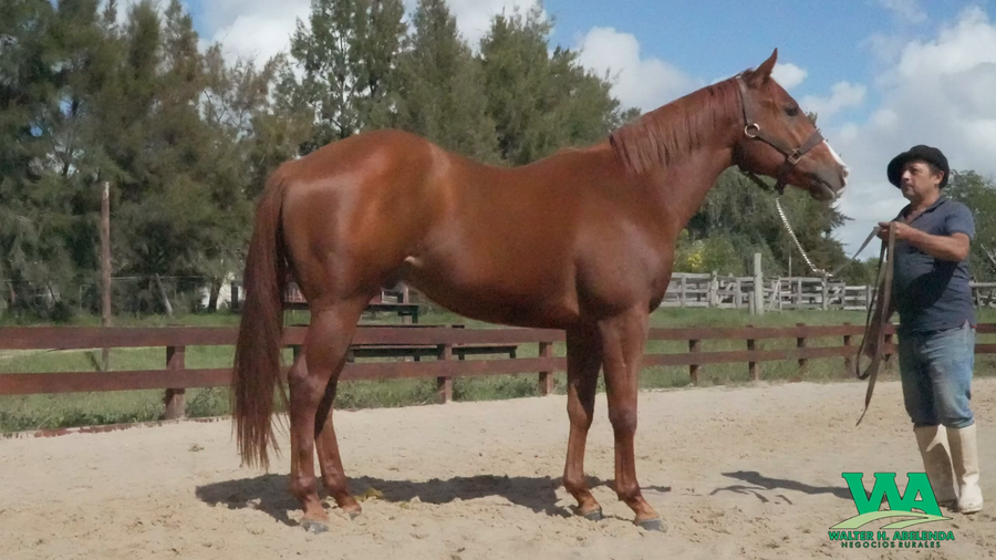 Lote ELOGIADO TRACKS