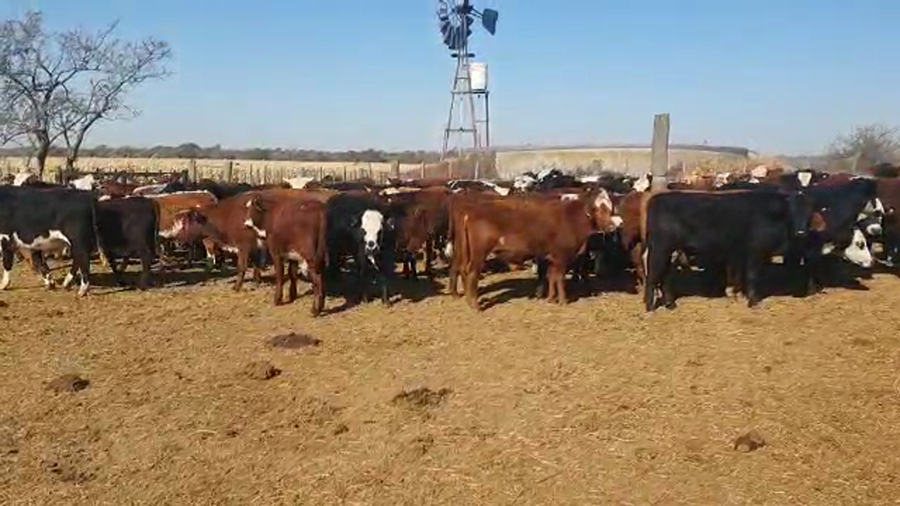 Lote 95 Novillitos Braford y sus cruzas en Las Varillas, Córdoba