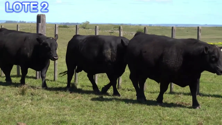 Lote Toros