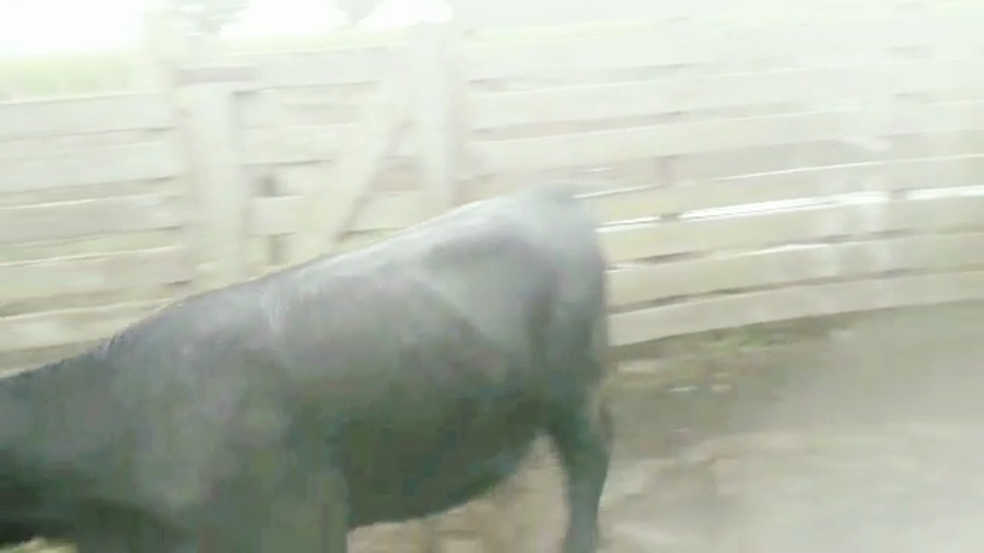 Lote 19 Vaquillonas Y Novillitos en Necochea, Buenos Aires