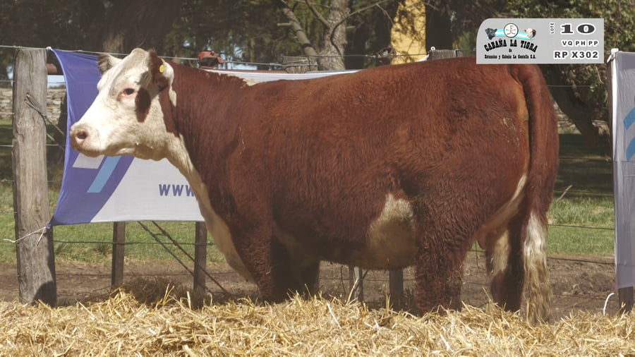 Lote HEMBRAS POLLED HEREFORD  PUROS DE PEDIGREE PREÑADAS