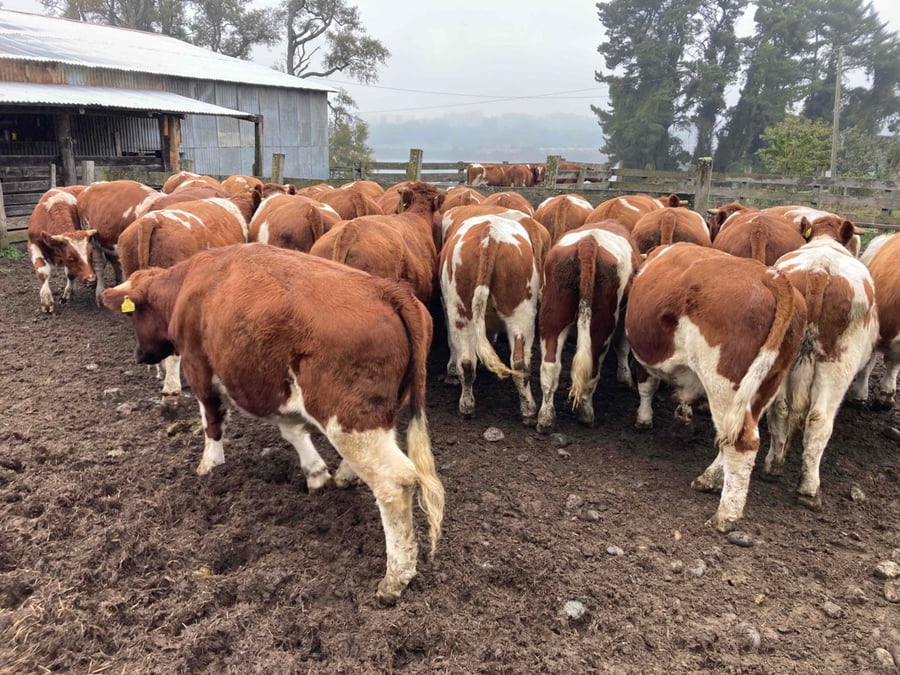 Lote 30 Novillo Engorda en Llanquihue, X Región Los Lagos