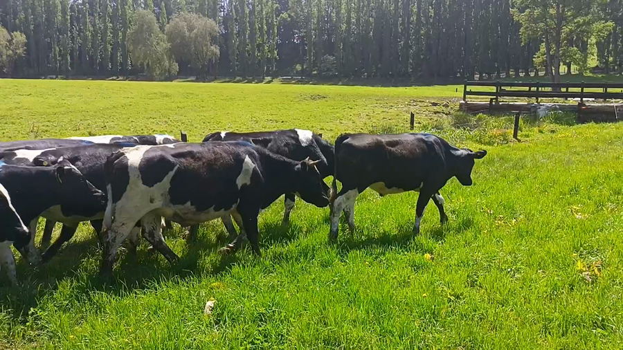 Lote 55 Novillo Engorda en Los Lagos, XIV Región Los Ríos