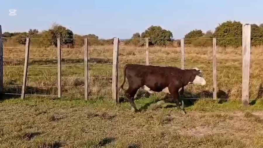 Lote 70 Terneros/as en Corrientes, Mercedes