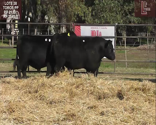 Lote TOROS  A. ANGUS PUROS DE PEDIGREE