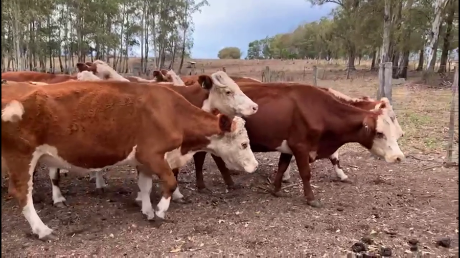 Lote VACAS DE INVERNADA
