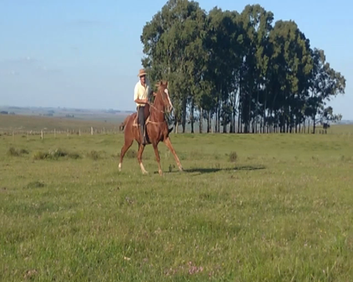 Lote GALLANT DASH MR