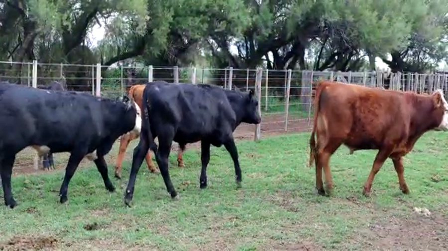Lote 12 Novillitos en Gral. Lamadrid, Buenos Aires