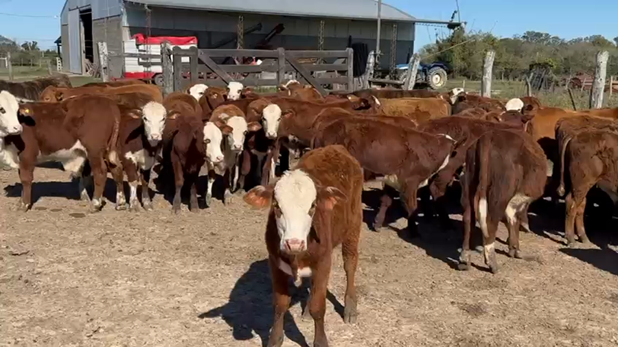 Lote 120 Terneros/as