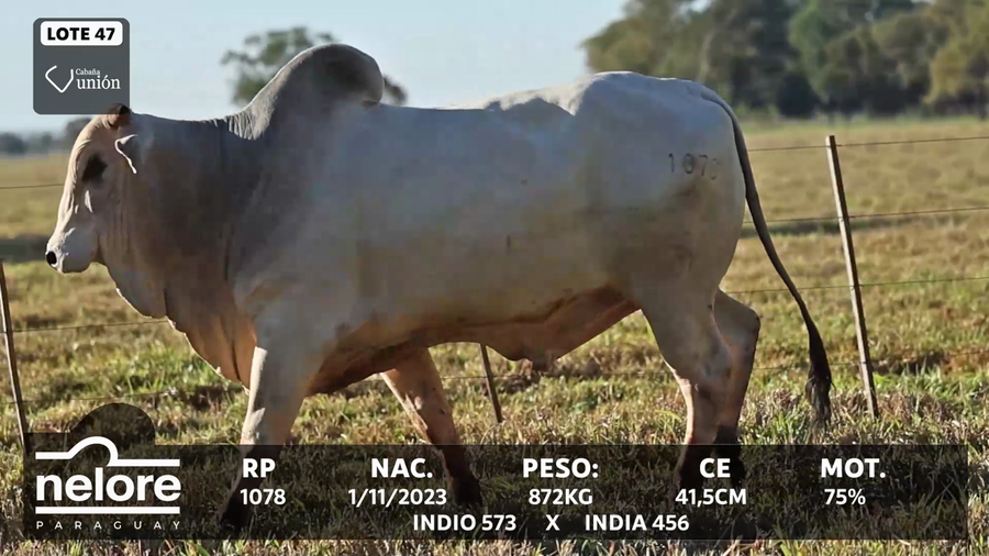 Lote LOTE 47