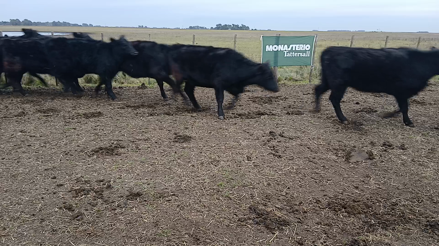 Lote 30 Vaquillonas en Buenos Aires, Benito Juárez