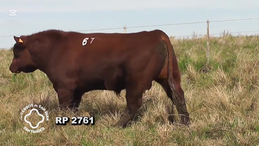 Lote Toro Red Angus SA de 3 años