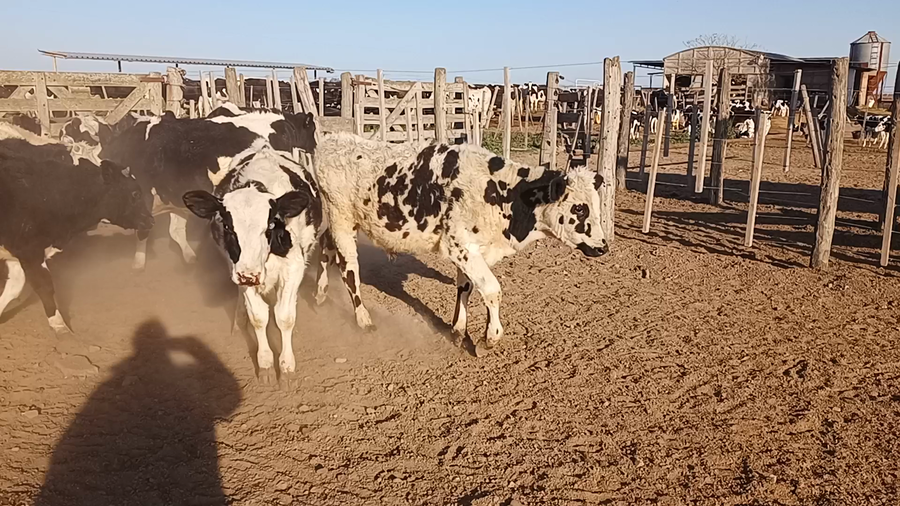 Lote 25 Terneros Holando Argentino en Brinkmann, Córdoba