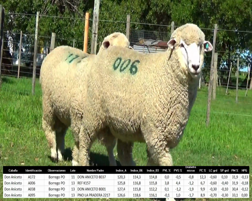 Lote 4 Borregos a remate en La Señal del Futuro , Tacuarembó