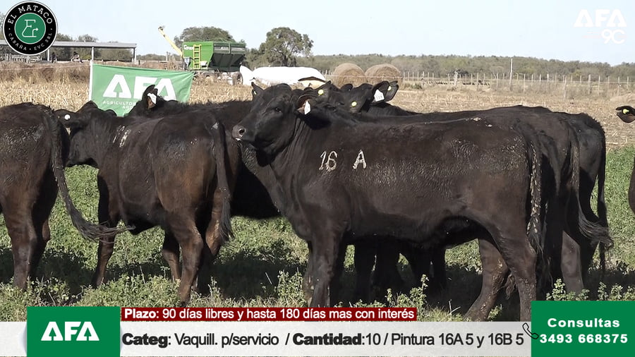 Lote """EL MATACO"" VAQUILLONAS PARA SERVICIO