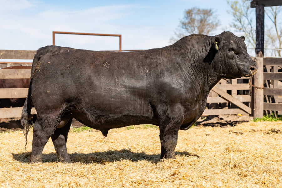 Lote Toro PC