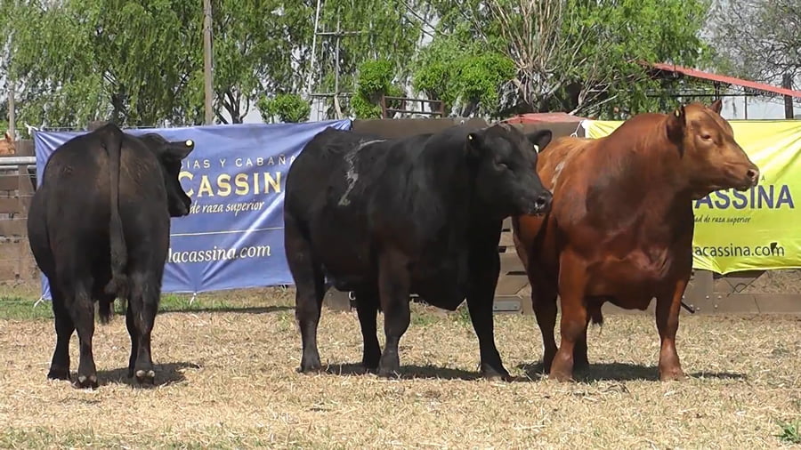 Lote TOROS ANGUS PURO CONTROLADO