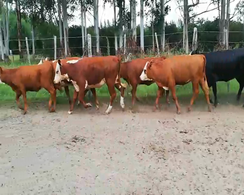 Lote 24 Terneras en Concordia, Entre Ríos