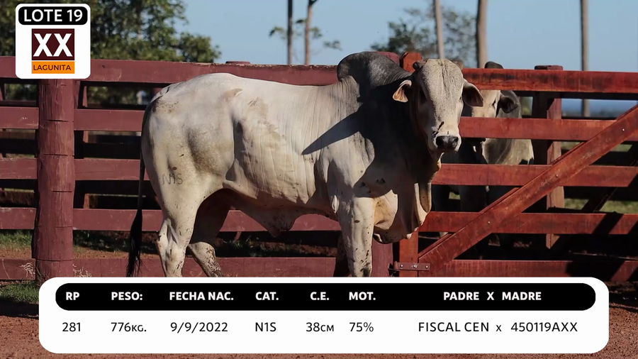 Lote LOTE 19