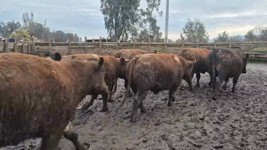 Lote 45 Novillo Gordo en Pelarco, VII  Región Maule