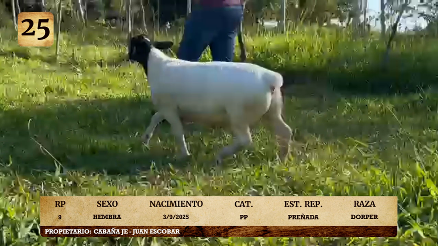 Lote LOTE 25