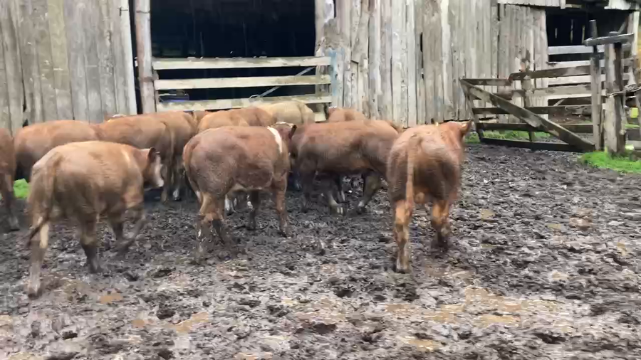 Imagen 1 del Lote Lote 15 Ternero en Aysén, XI Región Aysén