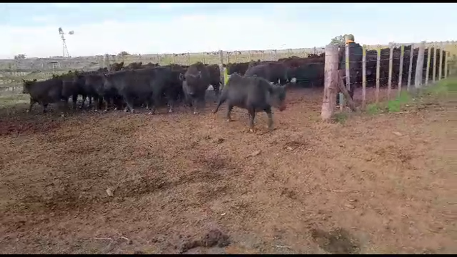 Lote 60 Terneras en Olavarría, Buenos Aires