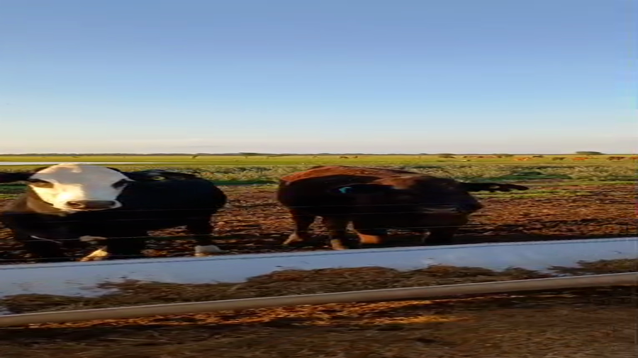 Lote 105 Terneras en Santa Fe, Vera