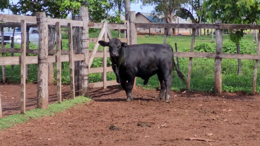 Lote Toros T. Brangus Negro a remate en Remate de Reproductores, Asunción
