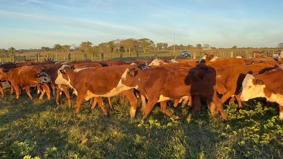 Lote 83 Vaquillonas