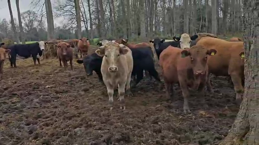 Lote 55 Novillo Engorda en Paillaco, XIV Región Los Ríos