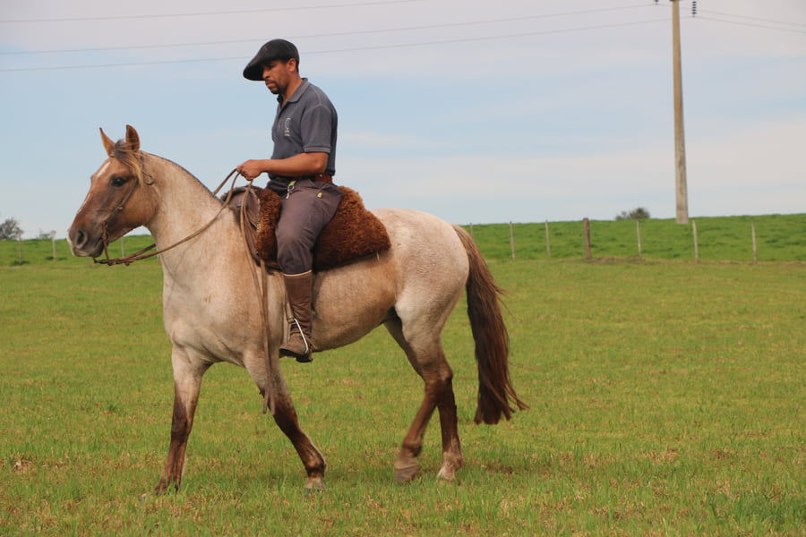 Lote ESPUELA DE FRAILE MUERTO