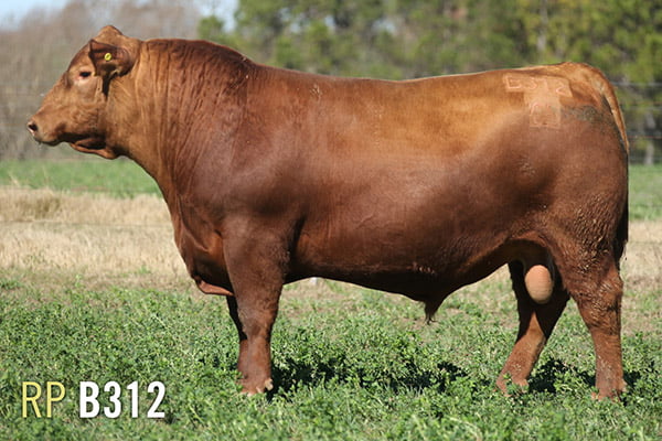 Lote 3 TOROS PUROS DE PEDIGREE