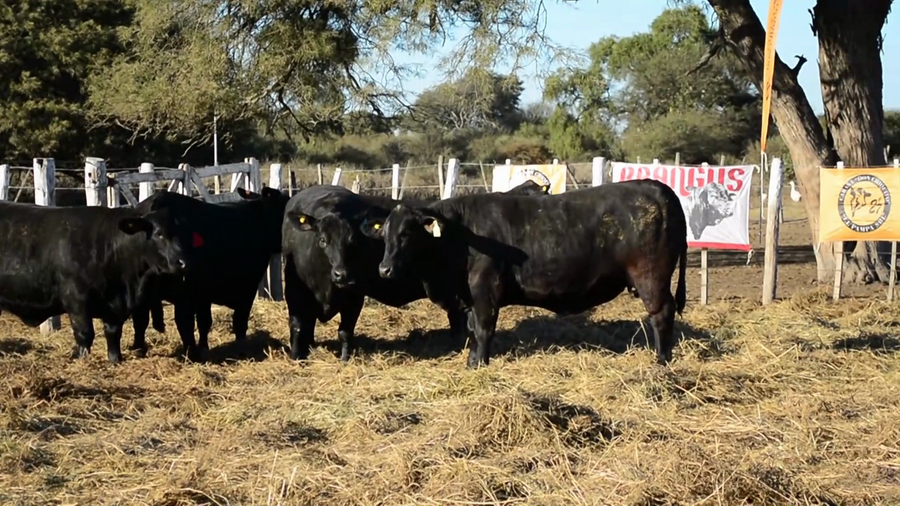 Lote Vaquillonas Brangus - Don Chiquito