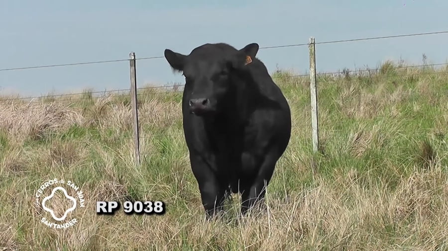 Lote Toro Aberdeen Angus SA de 3 años