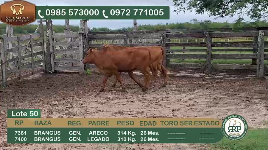 Lote 2 Hembras BRANGUS a remate en 34º Feria especial de reproductores e invernada, Ñeembucú