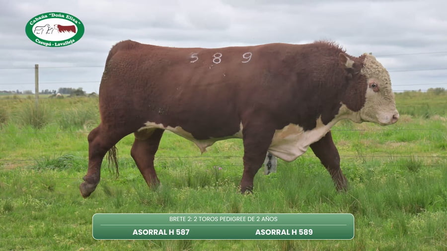 Lote TOROS PEDIGREE DE 2 AÑOS