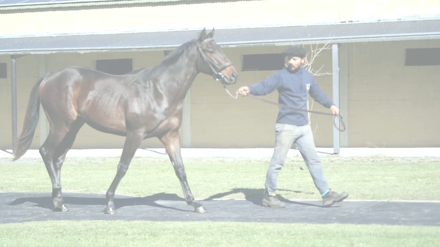 Lote WIN THE STORM (STORM EMBRUJADO -  WIN THE STRIPES)