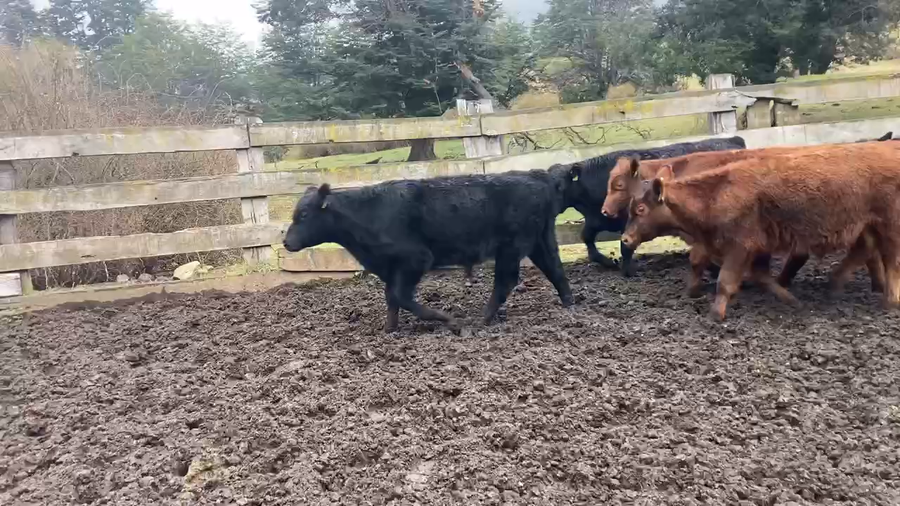 Lote 29 Ternero en Río Ibáñez, XI Región Aysén