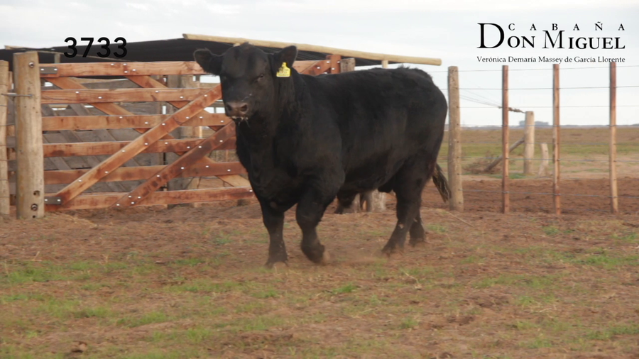 Lote TOROS PUROS DE PEDIGREE