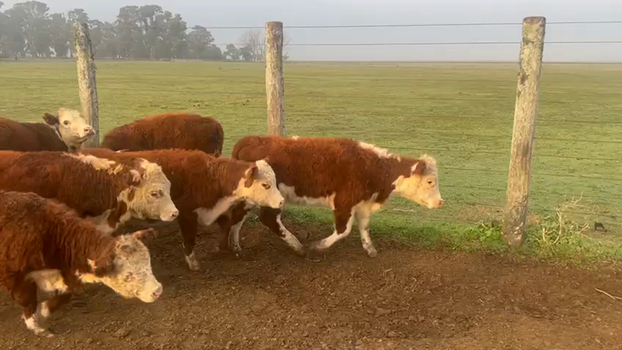 Lote 64 Terneros/as en Chascomús, Buenos Aires