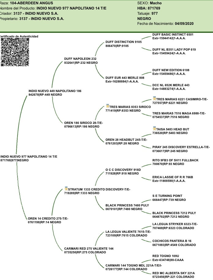 Lote "Toros ""SANTA ROSA"""
